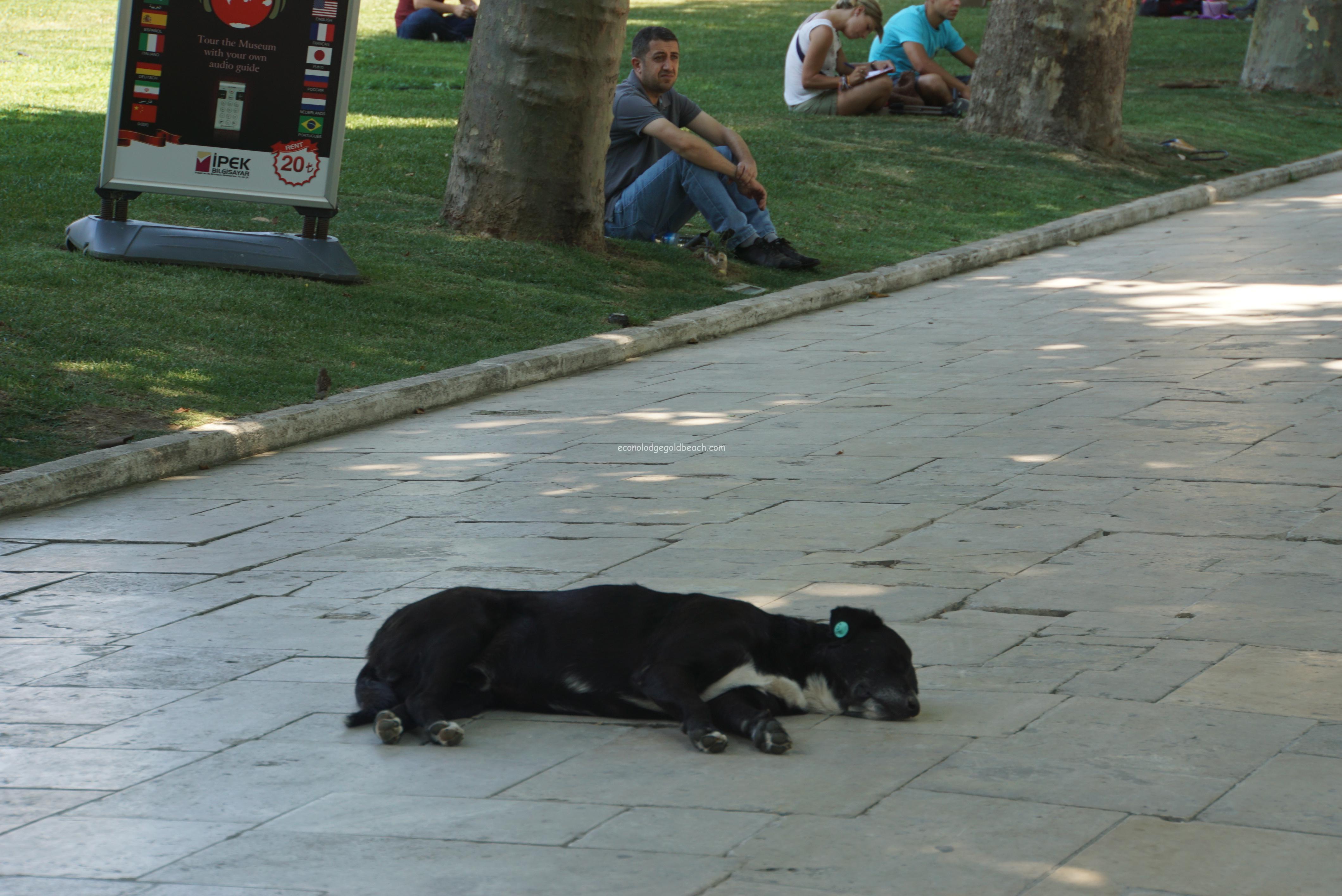 トプカプ宮殿内の道路で寝てる犬