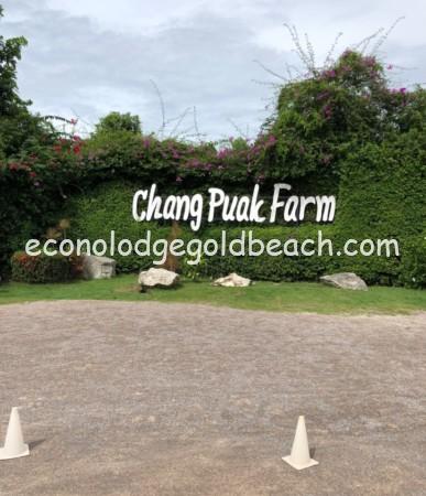 chang puak farm1